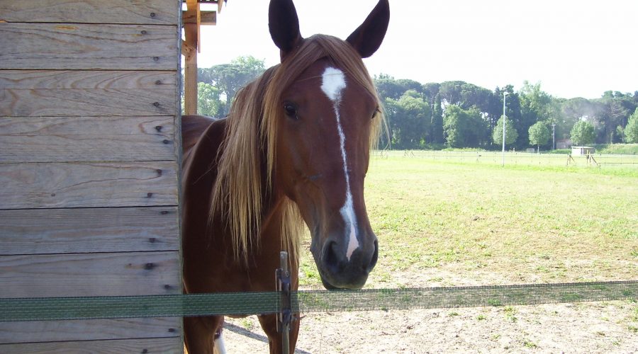 Muso di cavallo